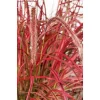 Afrikanisches Lampenputzergras 'Fireworks' 14 cm Topf