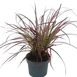 Afrikanisches Lampenputzergras 'Fireworks' 14 cm Topf