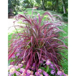 Afrikanisches Lampenputzergras 'Fireworks' 14 cm Topf