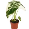 Alocasia 'Frydek Variegata' 9 cm Topf