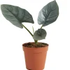 Alocasia 'Nebula' 12 cm Topf