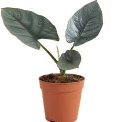 Alocasia 'Nebula' 12 cm Topf