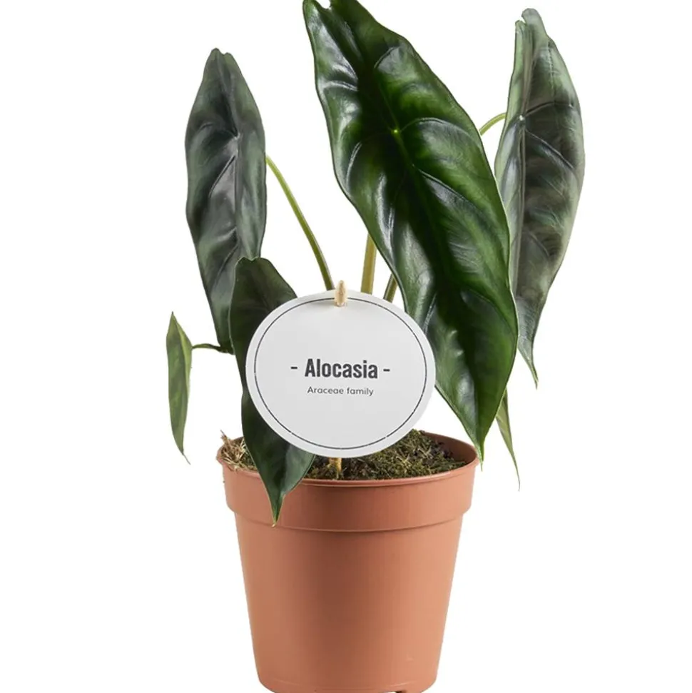 Alocasia 'Venusta' 12 cm Topf