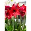 Amaryllis Farbmix weiß-rot 12 cm Topf, 2er-Set