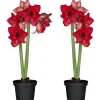 Amaryllis mit 2 Trieben rot 12 cm Topf, 2er-Set