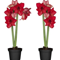 Amaryllis mit 2 Trieben rot 12 cm Topf, 2er-Set