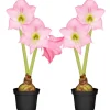 Amaryllis mit 2 Trieben rosa 12 cm Topf, 2er-Set