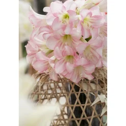 Amaryllis mit 2 Trieben rosa 12 cm Topf, 2er-Set