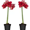 Amaryllis rot 12 cm Topf, 2er-Set