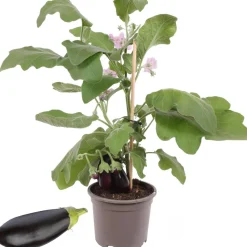 Aubergine mit Frucht 14 cm Topf