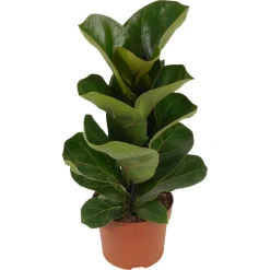 Bambino-Geigenfeige 12 cm Topf