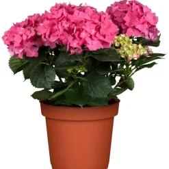Bauernhortensie mit 5-6 Blüten verschiedene Farben 19 cm Topf