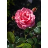 Beet- und Edelrosen verschiedene Sorten 19 cm Topf
