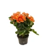 Begonie orange, 13 cm Topf