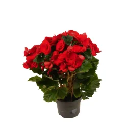 Begonie rot, 13 cm Topf