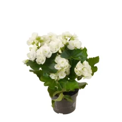 Begonie weiß, 13 cm Topf