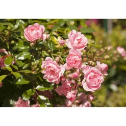 Bio Bodendeckerrosen 2 Stecklinge veschiedene Farben 13 cm Topf