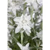 Bio Edelweiß, 9 cm Topf, 3er-Set