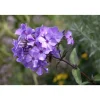 Bio Flammenblume 'Blue Paradise', 9 cm Topf, 3er-Set