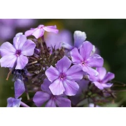 Bio Flammenblume 'Blue Paradise', 9 cm Topf, 3er-Set