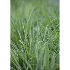 Bio Gräser-Set 'Bodendecker' 12 Pflanzen für 2,5 m²