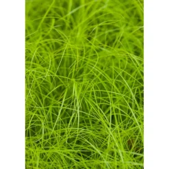 Bio Gräser-Set 'Bodendecker' 12 Pflanzen für 2,5 m²