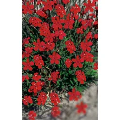 Bio Heidenelke 'Leuchtfunk', 9 cm Topf, 3er-Set