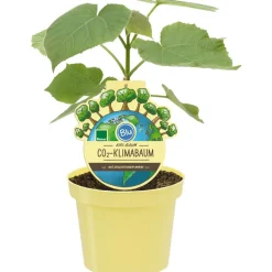 Bio Kiribaum 'Nordmax21'® 15 cm Topf