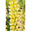 Bio Lupine 'Gallerry', 9 cm Topf, 3er-Set