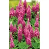 Bio Lupine 'Nanus Gallerry', 9 cm Topf, 3er-Set