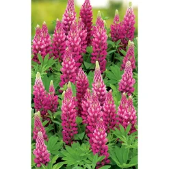 Bio Lupine 'Nanus Gallerry', 9 cm Topf, 3er-Set