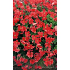 Bio Rotes Blaukissen 'Royal Red', 9 cm Topf, 3er-Set