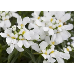 Bio Schleifenblume 'Schneeflocke', 9 cm Topf, 3er-Set
