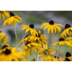 Bio Sonnenhut 'Goldsturm', 9 cm Topf, 3er-Set