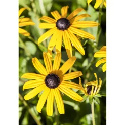 Bio Sonnenhut 'Goldsturm', 9 cm Topf, 3er-Set