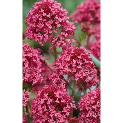 Bio Spornblume 'Coccineus', 9 cm Topf, 3er-Set