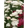 Bio Stauden – Set ‘buntes Blütenmeer‘ 12 Pflanzen für 2 m²