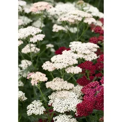 Bio Stauden – Set ‘buntes Blütenmeer‘ 12 Pflanzen für 2 m²