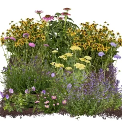 Bio Stauden – Set ‘buntes Blütenmeer‘ 12 Pflanzen für 2 m²