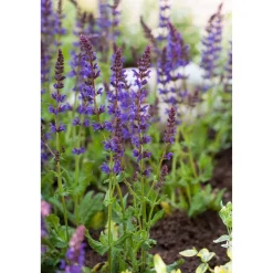 Bio Staudensalbei 'Ostfriesland', 9 cm Topf, 3er-Set