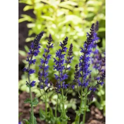 Bio Staudensalbei 'Ostfriesland', 9 cm Topf, 3er-Set