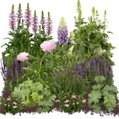 Bio Staudenset 'Bauerngarten' 12 Pflanzen für 2 m²