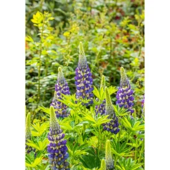 Bio Staudenset 'Bauerngarten' 12 Pflanzen für 2 m²