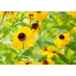 Bio Staudenset 'gelbe Blüten' 12 Pflanzen für 2 m²