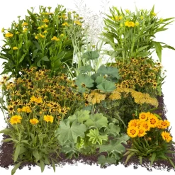 Bio Staudenset 'gelbe Blüten' 12 Pflanzen für 2 m²