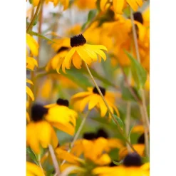 Bio Staudenset 'gelbe Blüten' 12 Pflanzen für 2 m²