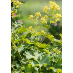 Bio Staudenset 'gelbe Blüten' 12 Pflanzen für 2 m²