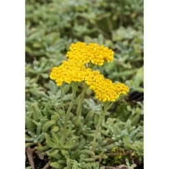 Bio Staudenset 'gelbe Blüten' 12 Pflanzen für 2 m²