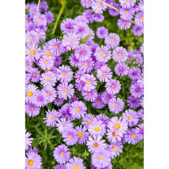 Bio Stauden-Set 'naturnahe Blütenstauden' 12 Pflanzen für 2,5 m²