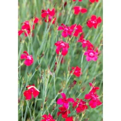 Bio Stauden-Set 'rote Blüten' 12 Pflanzen für 2 m²